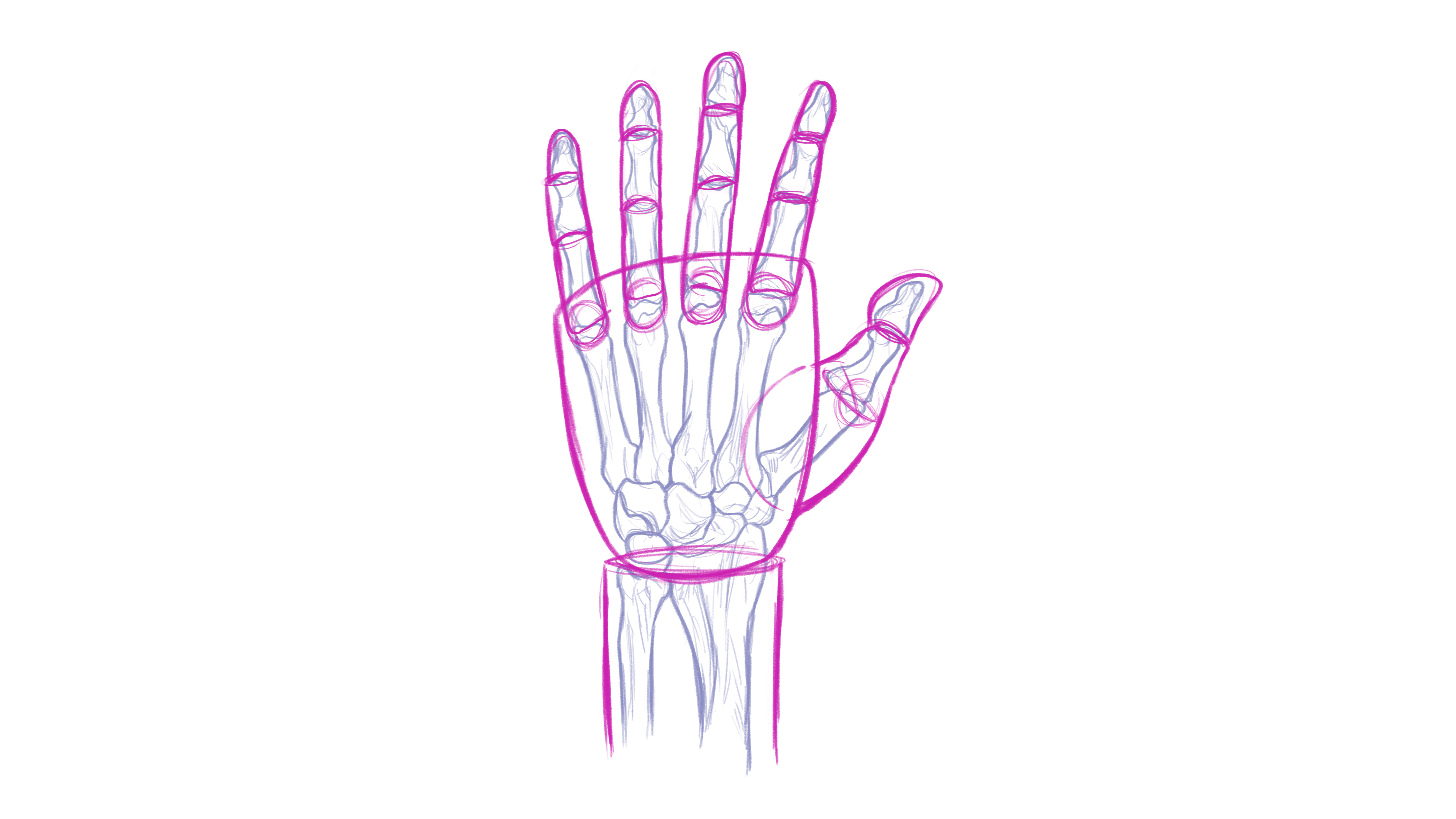 Human Anatomy Fundamentals: How to Draw Hands