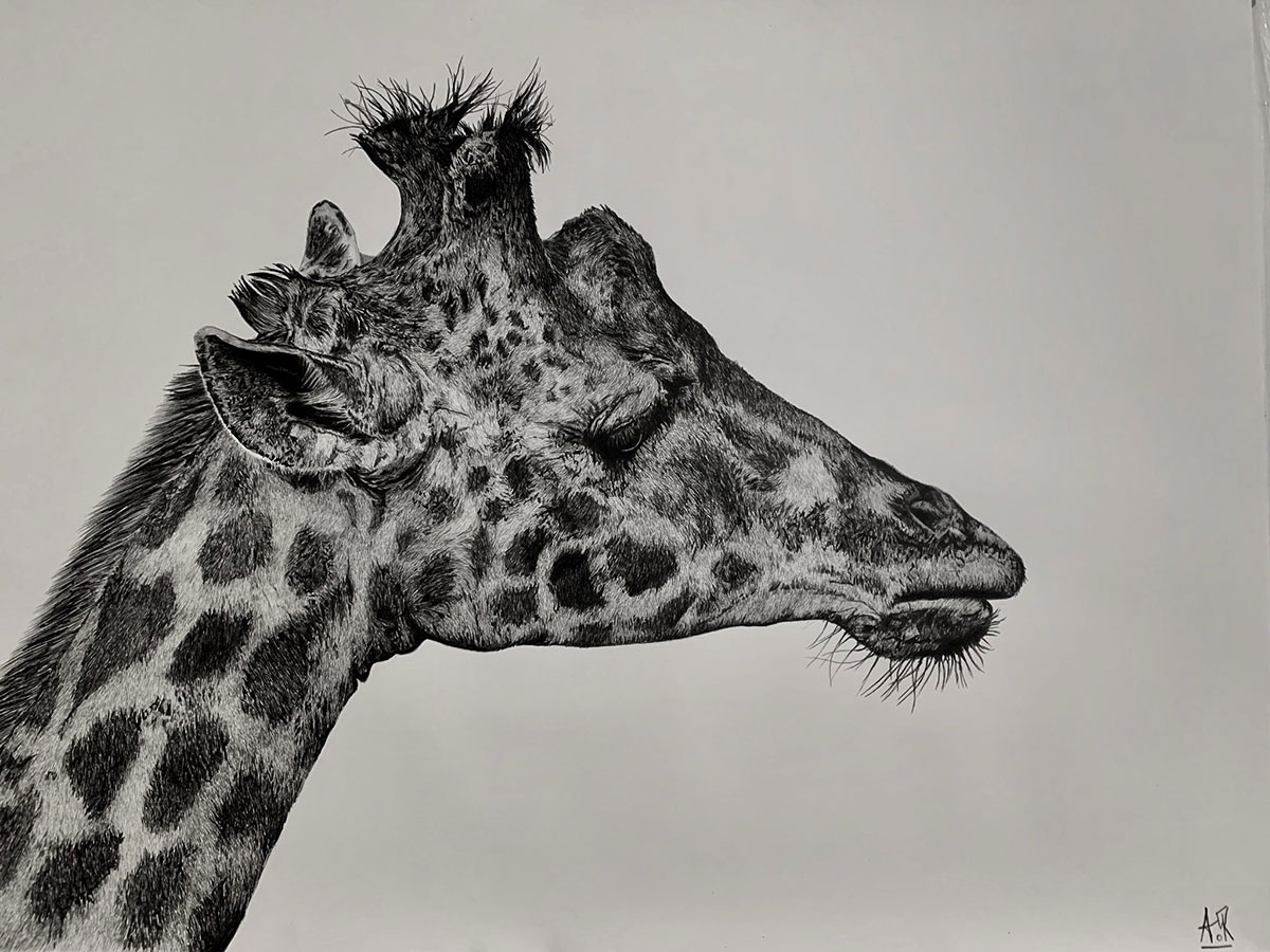 How to Draw a Giraffe | HowStuffWorks