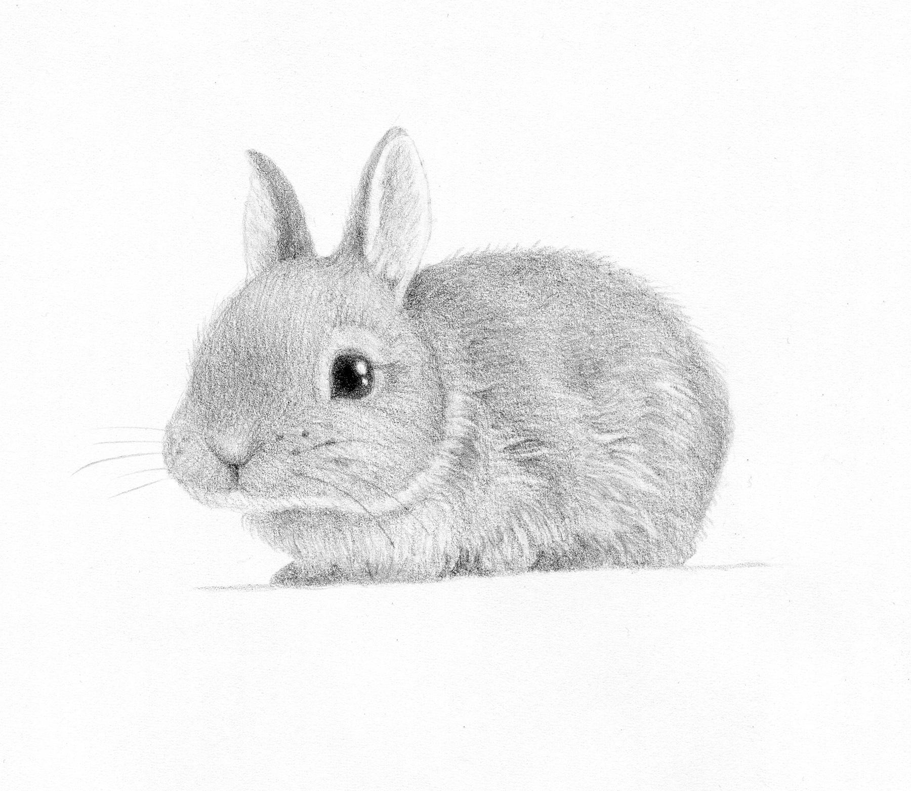 how to draw baby bunnies