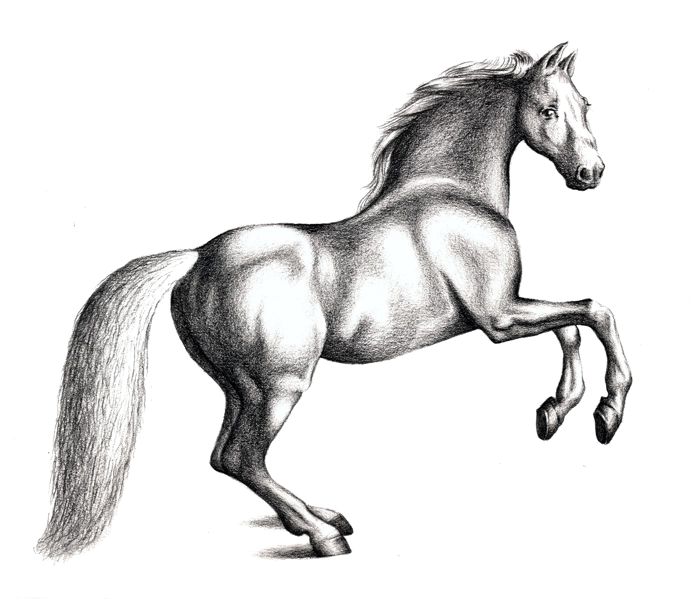 drawing_a_horse_4 How To Draw A Horse: Tutorials That Beginners Should Check Out