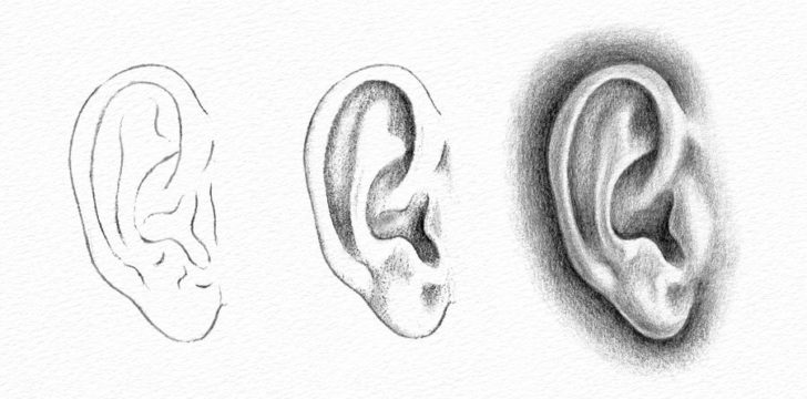 How to draw an ear from the front and from the side