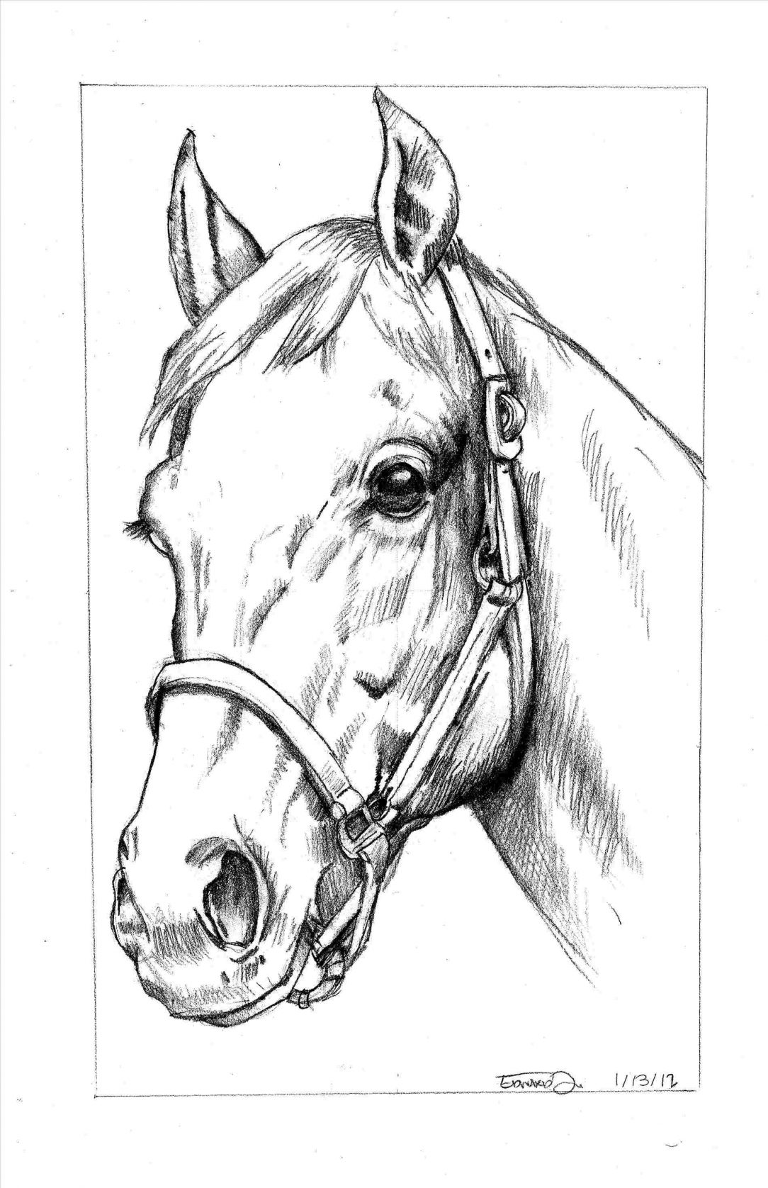 Horse Pencil Sketch Vector Images (over 510)