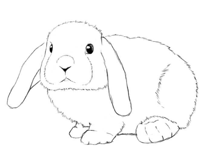 Chocolate Bunny Drawing - HelloArtsy