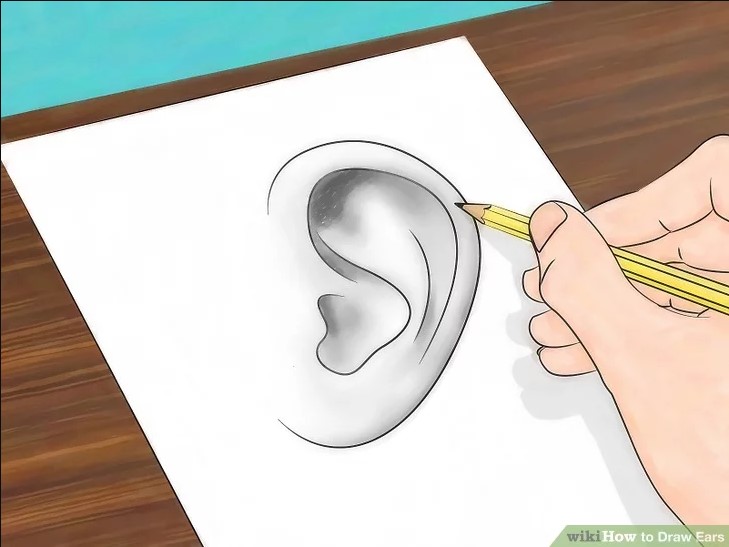 he How to draw an ear from the front and from the side