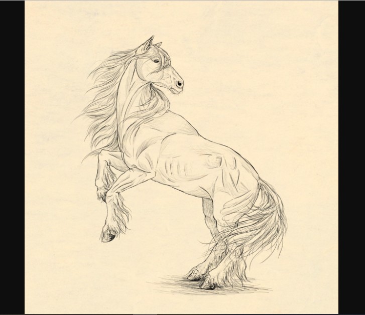 ho How To Draw A Horse: Tutorials That Beginners Should Check Out