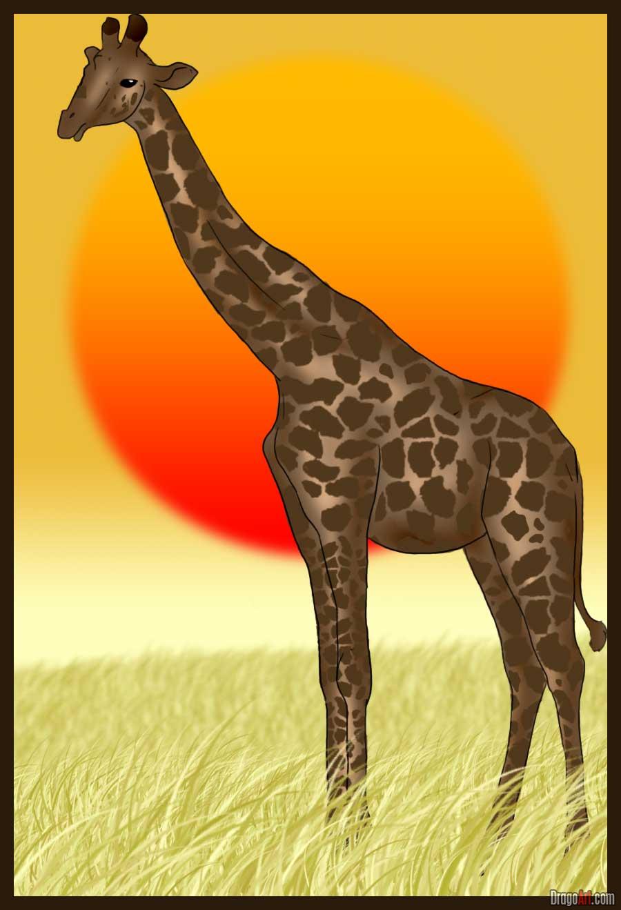 how-to-draw-a-giraffe_1_000000000303_5 How to draw a giraffe with these realistic & cartoon drawing tutorials