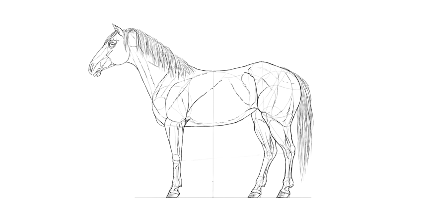 How to Draw a Horse Step by Step - DrawingNow