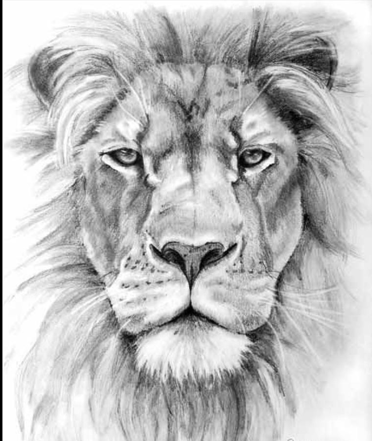 Lion Drawing PNG Transparent Images Free Download | Vector Files | Pngtree