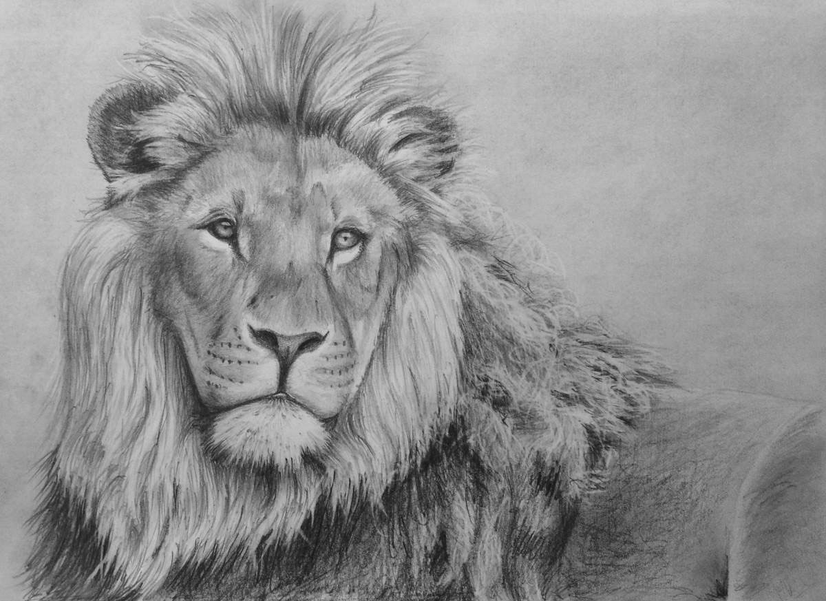 Lion head looking in front of him in the eyes, clean lines, black and  white, empty white background on Craiyon