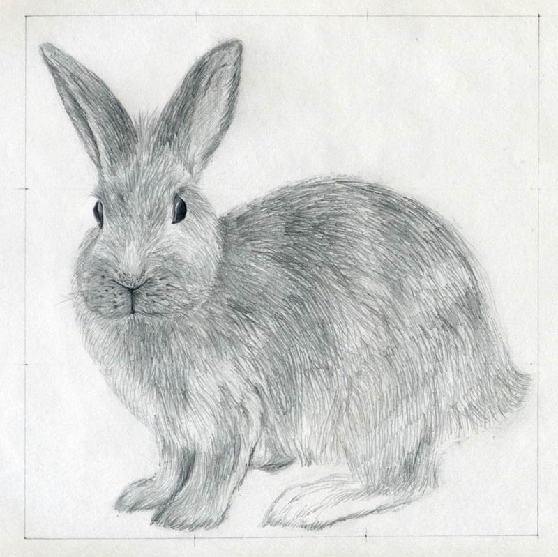 3,116 Rabbit Drawing Stock Photos, High-Res Pictures, and Images - Getty  Images