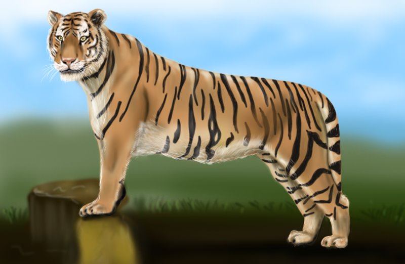 how-to-draw-a-tiger How to draw a tiger: Easy drawing tutorials for beginners