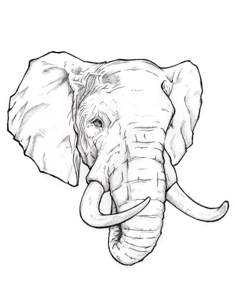 Black line art drawing elephant head Royalty Free Vector
