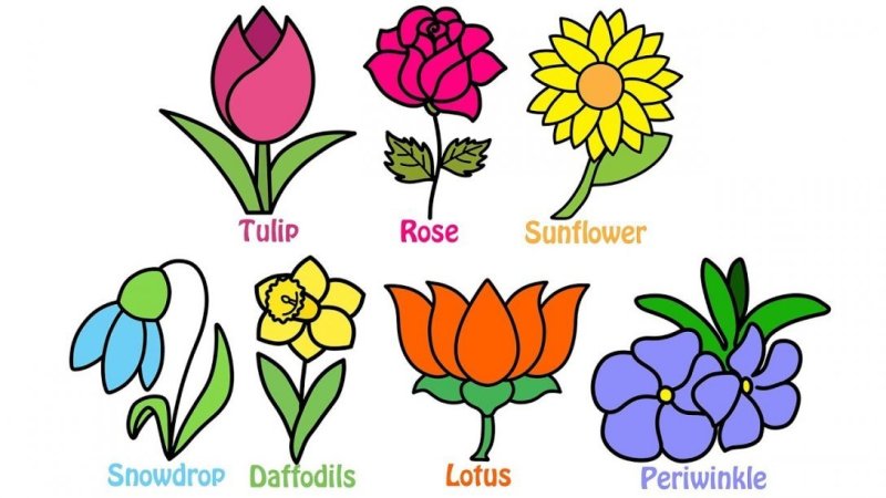 how-to-draw-and-colouring-flowers-for-kids-learn-flower-names-in