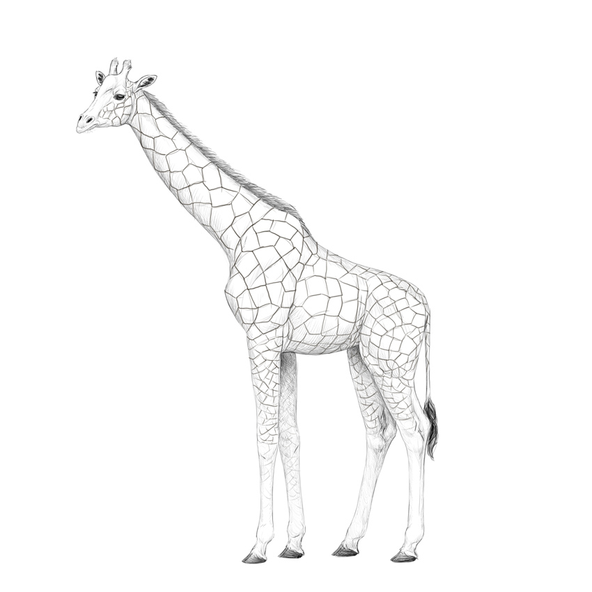 how-to-draw-giraffe-5-10 How to draw a giraffe with these realistic & cartoon drawing tutorials