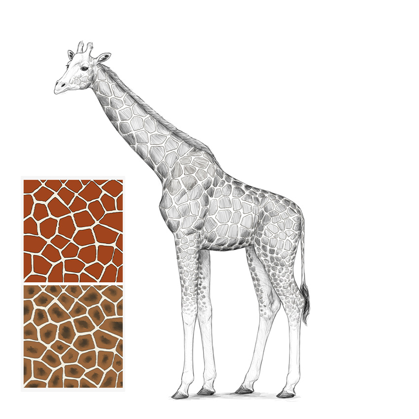 how-to-draw-giraffe-final How to draw a giraffe with these realistic & cartoon drawing tutorials
