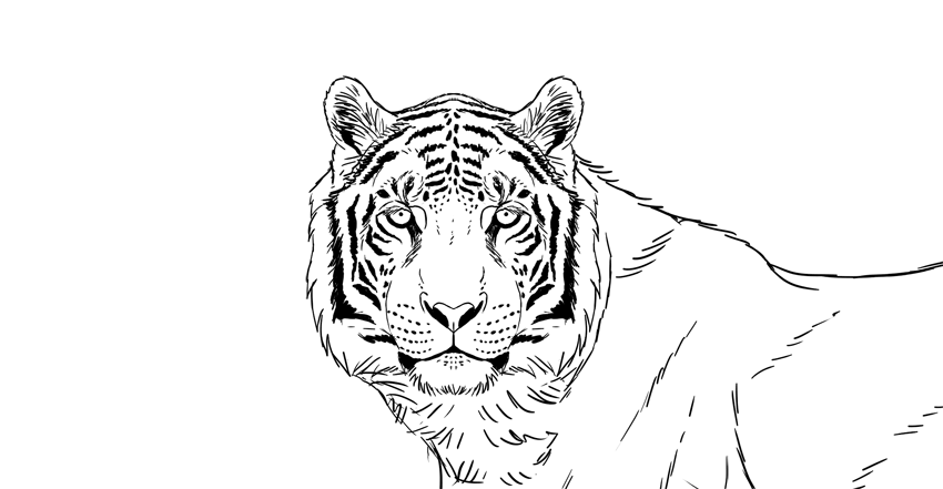 how-to-draw-tiger-6-2 How to draw a tiger: Easy drawing tutorials for beginners