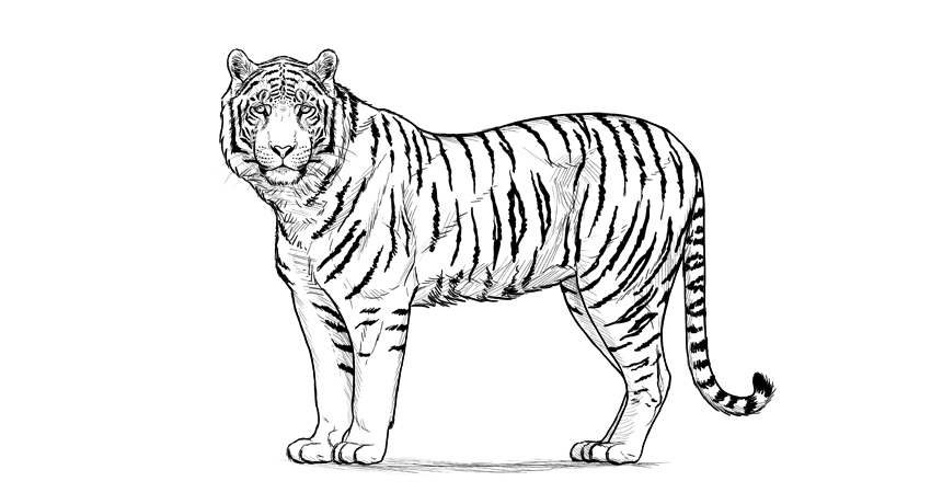 how-to-draw-tiger-6-6 How to draw a tiger: Easy drawing tutorials for beginners
