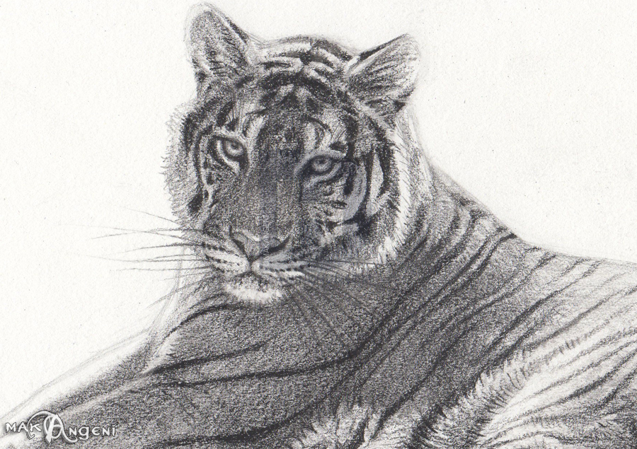how-to-sketch-a-bengal-tiger_5b5f382702b6e9.29296628_149592_1_3 How to draw a tiger: Easy drawing tutorials for beginners