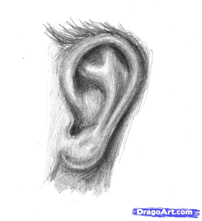 how-to-sketch-an-ear_1_000000014840_5 How to draw an ear from the front and from the side