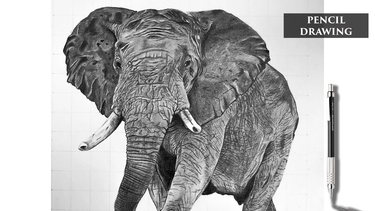 Download How to draw an elephant (Photo and video tutorials)