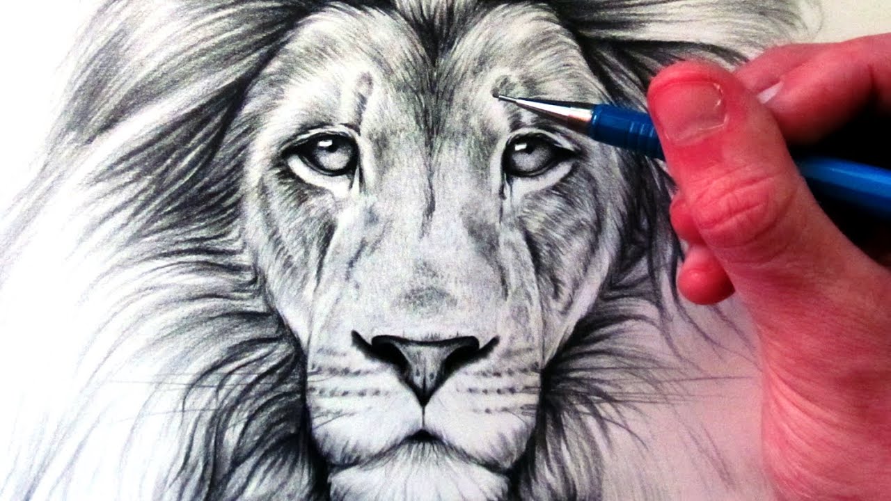 How to draw a lion face and body (Tutorials for beginners)
