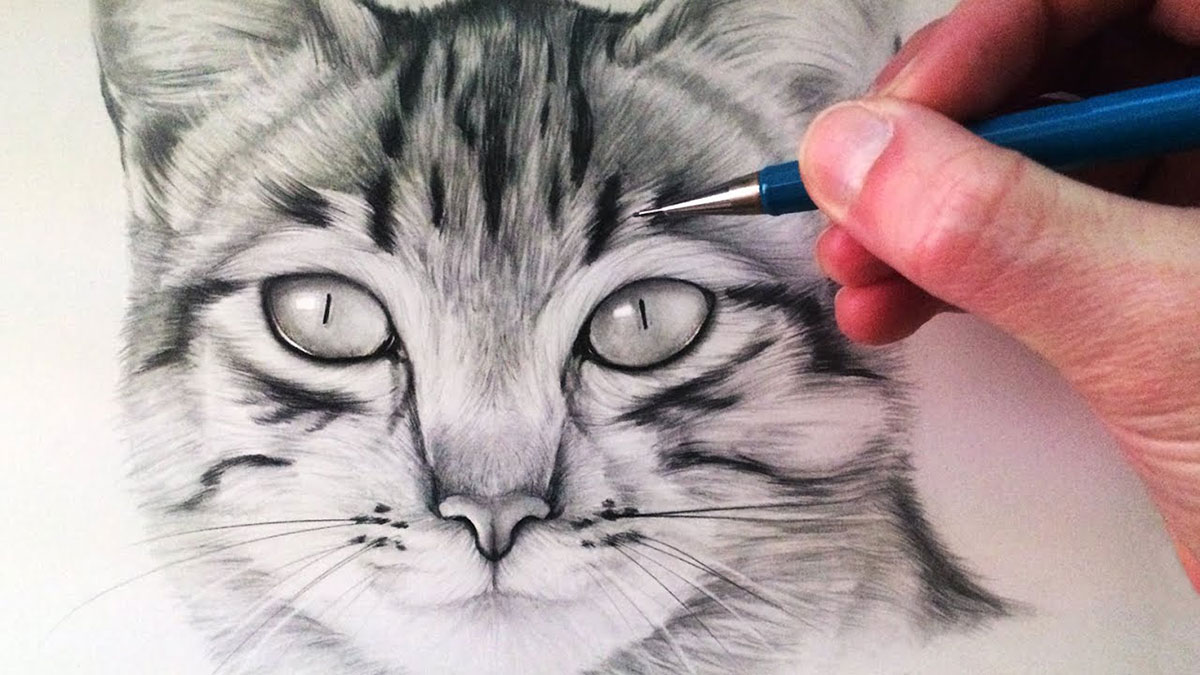 drawing cats easy