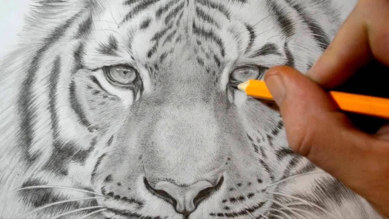 maxresdefault-3-7 How to draw a tiger: Easy drawing tutorials for beginners