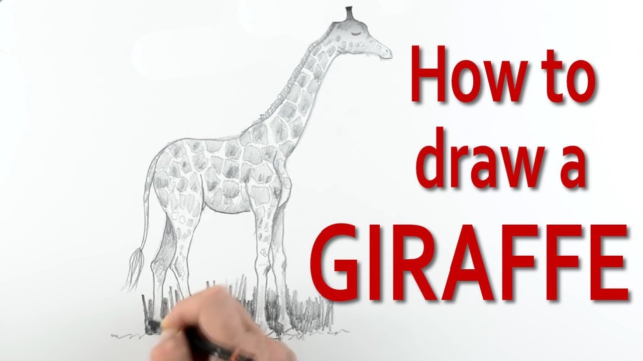 maxresdefault-6 How to draw a giraffe with these realistic & cartoon drawing tutorials