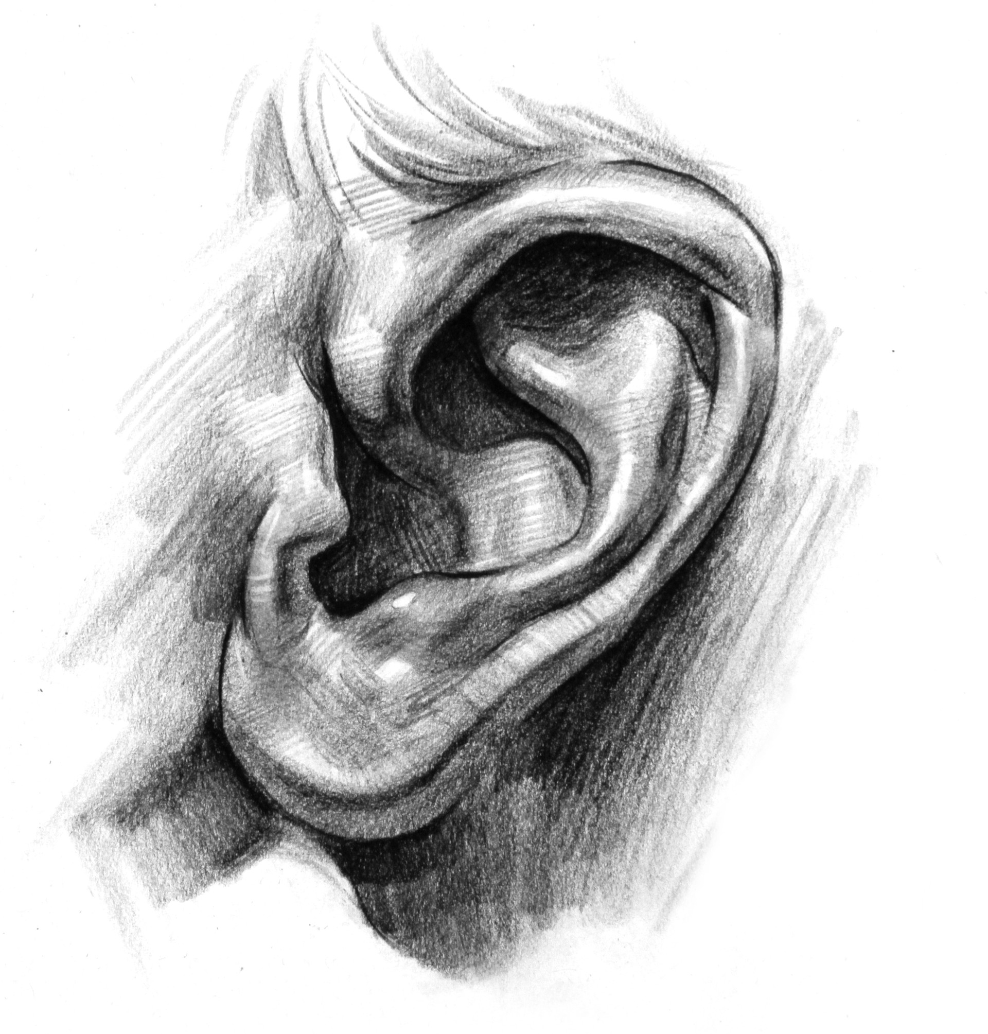 Premium Vector | Human ear hand drawn outline doodle icon. human ear as a  concept of listening and hearing vector