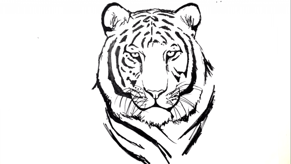 tiger-1024x576 How to draw a tiger: Easy drawing tutorials for beginners