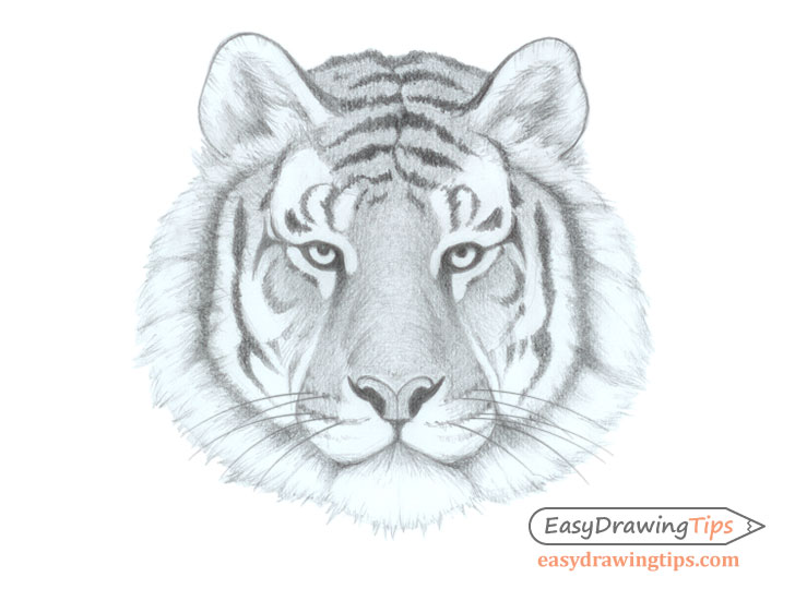 tiger_face_drawing How to draw a tiger: Easy drawing tutorials for beginners