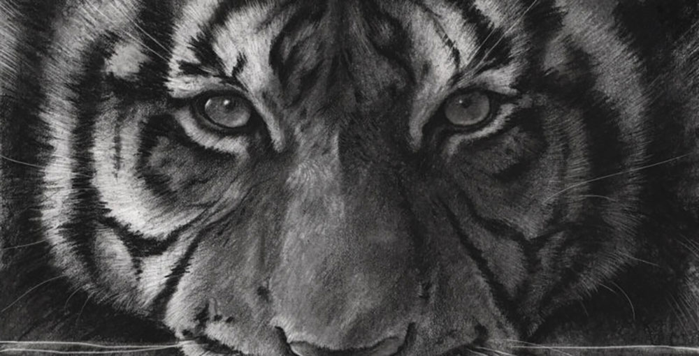 Top more than 70 tiger sketch photo - seven.edu.vn