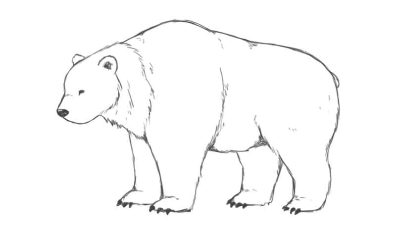 Bear-Drawing-for-Everyone How To Draw A Bear: Tutorials To Learn From