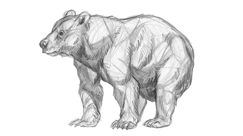 Bear-Drawing_-More-than-Just-Lines-1 How To Draw A Bear: Tutorials To Learn From