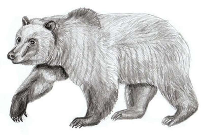 Bear-Drawing_-More-than-Just-Lines How To Draw A Bear: Tutorials To Learn From