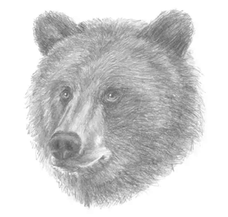 Bear-Head_-The-Deets How To Draw A Bear: Tutorials To Learn From
