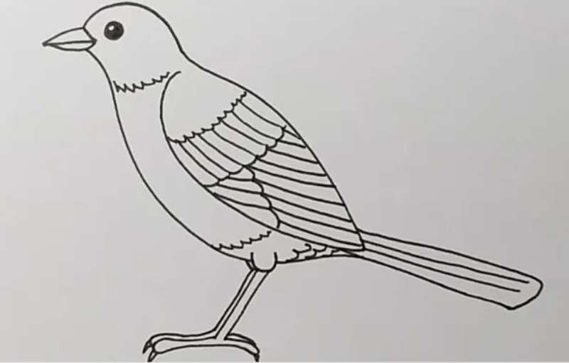 Bird-Drawing-for-Little-Dudes How To Draw A Bird: Tutorials To Learn From