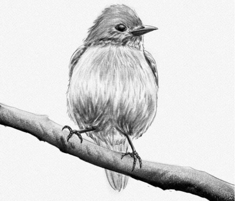 Bird-Sketch-101_-Drawing-With-Flair How To Draw A Bird: Tutorials To Learn From