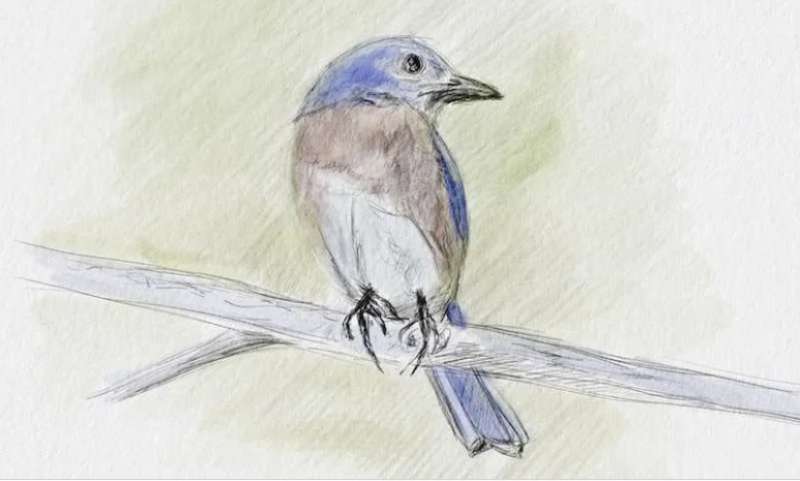 Birds_-Draw.-Admire.-Repeat How To Draw A Bird: Tutorials To Learn From