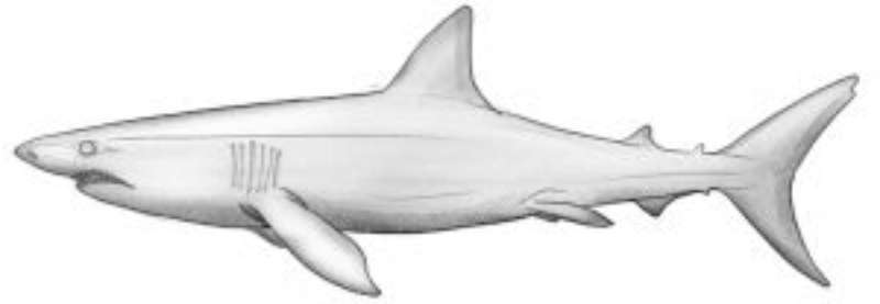 Bringing-the-Ancient-Predator-to-Paper How To Draw A Shark: Tutorials To Learn From