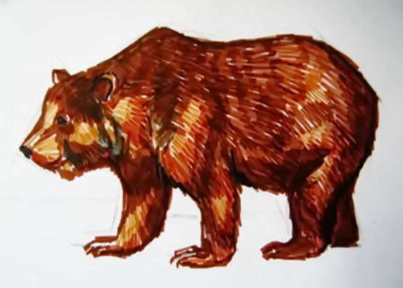 Brown-Bear_-The-Forest-Buddy How To Draw A Bear: Tutorials To Learn From