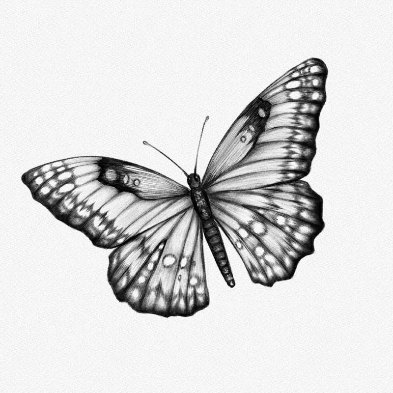 Butterfly-Artistry_-From-Basics-to-Brilliance How To Draw A Butterfly: Tutorials To Learn From