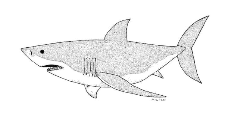 Capturing-the-Majesty-of-the-Great-White-1 How To Draw A Shark: Tutorials To Learn From