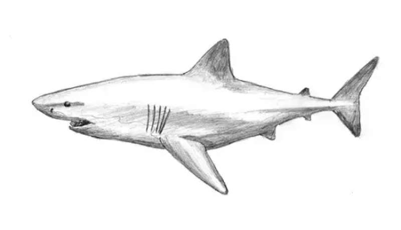 Capturing-the-Majesty-of-the-Great-White How To Draw A Shark: Tutorials To Learn From
