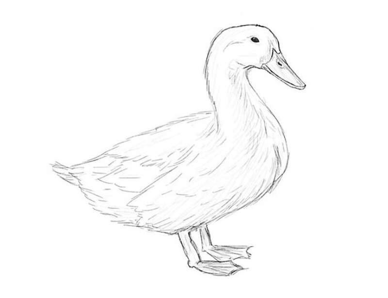 Classic-Duck-Drawing-with-Just-a-Pencil How To Draw A Duck: Tutorials To Learn From
