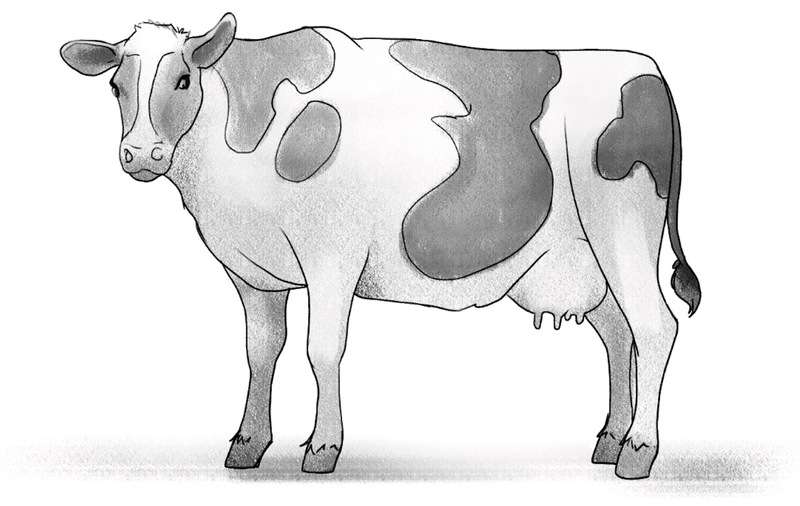 Cow-Crafting_-From-Sketch-to-Masterpiece How To Draw A Cow: Tutorials To Learn From