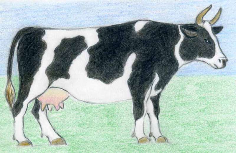 Cow-Creations_-Simple-Steps-to-Mastery How To Draw A Cow: Tutorials To Learn From