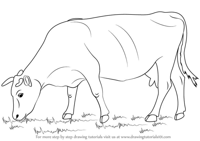 Cow-Sketching_-From-Pastures-to-Paper How To Draw A Cow: Tutorials To Learn From