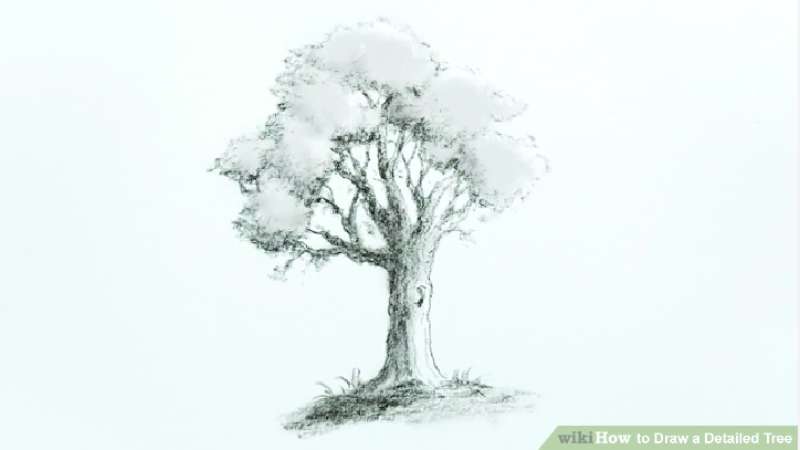 Crafting-A-Detailed-Tree-Sketch How To Draw A Tree: Tutorials To Learn From