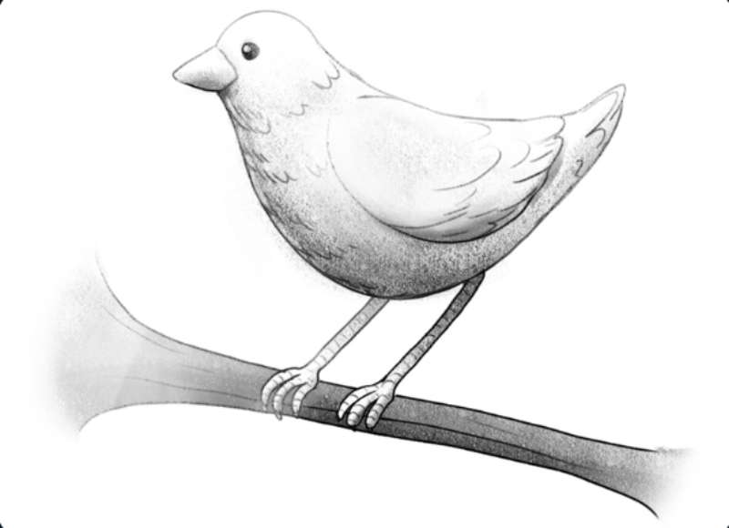 Crafting-Avian-Wonders_-Quick-and-Neat How To Draw A Bird: Tutorials To Learn From